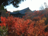 東福寺(3)／紅葉