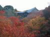 東福寺(5)／紅葉