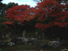 園徳院の紅葉(7)
