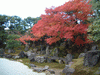 園徳院の紅葉(8)