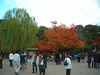 円山公園の紅葉・黄葉(2)