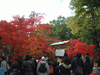 八坂神社の紅葉・黄葉(3)