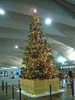 大さん橋国際客船ターミナルのクリスマスツリー