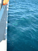 鯛の浦観光船(12)／鯛が海面下に！