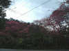 名護中央公園の桜(1)