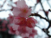 名護中央公園の桜(2)