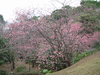 名護中央公園の桜(3)