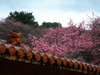 名護中央公園の桜(4)