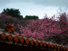 名護中央公園の桜(5)