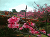 名護中央公園の桜(6)