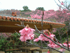 名護中央公園の桜(7)