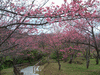 名護中央公園の桜(10)
