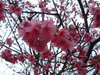 名護中央公園の桜(11)