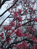 名護中央公園の桜(13)