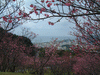 名護中央公園の桜(14)／東シナ海と共に