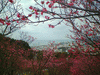 名護中央公園の桜(15)／東シナ海と共に