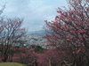 名護中央公園の桜(16)／東シナ海と共に