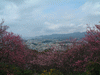 名護中央公園の桜(17)／東シナ海と共に