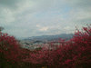 名護中央公園の桜(18)／東シナ海と共に