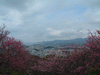 名護中央公園の桜(19)／東シナ海と共に