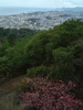 名護中央公園の桜(20)／東シナ海と共に