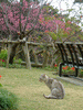 名護中央公園で見かけた猫(5)