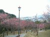名護中央公園の桜(22)