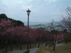 名護中央公園の桜(23)