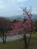 名護中央公園の桜(26)