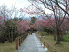 名護中央公園の桜(27)