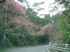 八重岳への道に咲く桜(1)