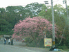 八重岳への道に咲く桜(2)