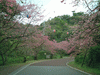 八重岳への道に咲く桜(3)