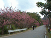 八重岳の桜(3)