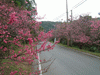 八重岳の桜(4)