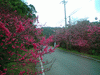 八重岳の桜(5)