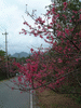 八重岳の桜(6)