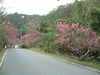 八重岳の桜(7)