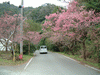 八重岳の桜(8)