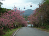 八重岳の桜(9)