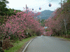 八重岳の桜(10)