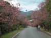 八重岳の桜(11)