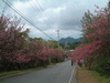 八重岳の桜(12)