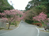 八重岳への道に咲く桜(4)