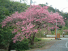八重岳への道に咲く桜(5)