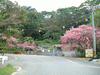 八重岳への道に咲く桜(6)