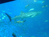 《動画》沖縄美ら海水族館のジンベイザメ(1)