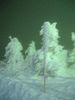 蔵王の樹氷ライトアップ(3)