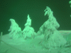 蔵王の樹氷ライトアップ(11)