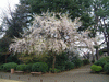 旧古河庭園(4)／しだれ桜